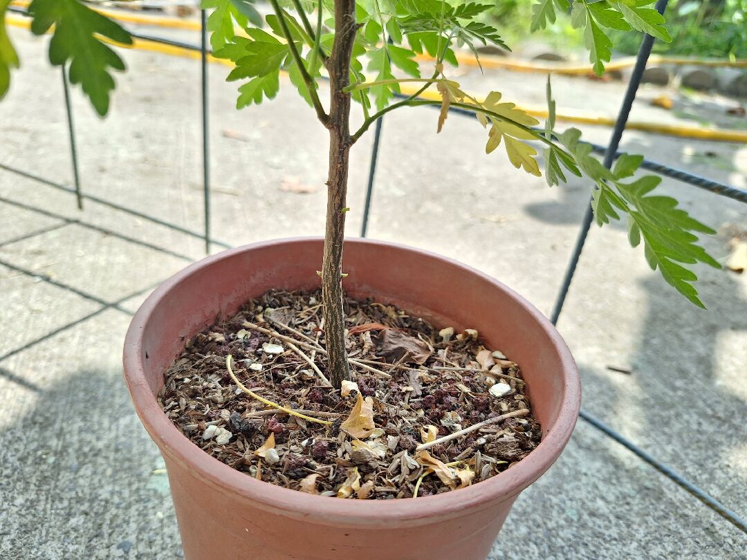 請問這是哪一種植物?