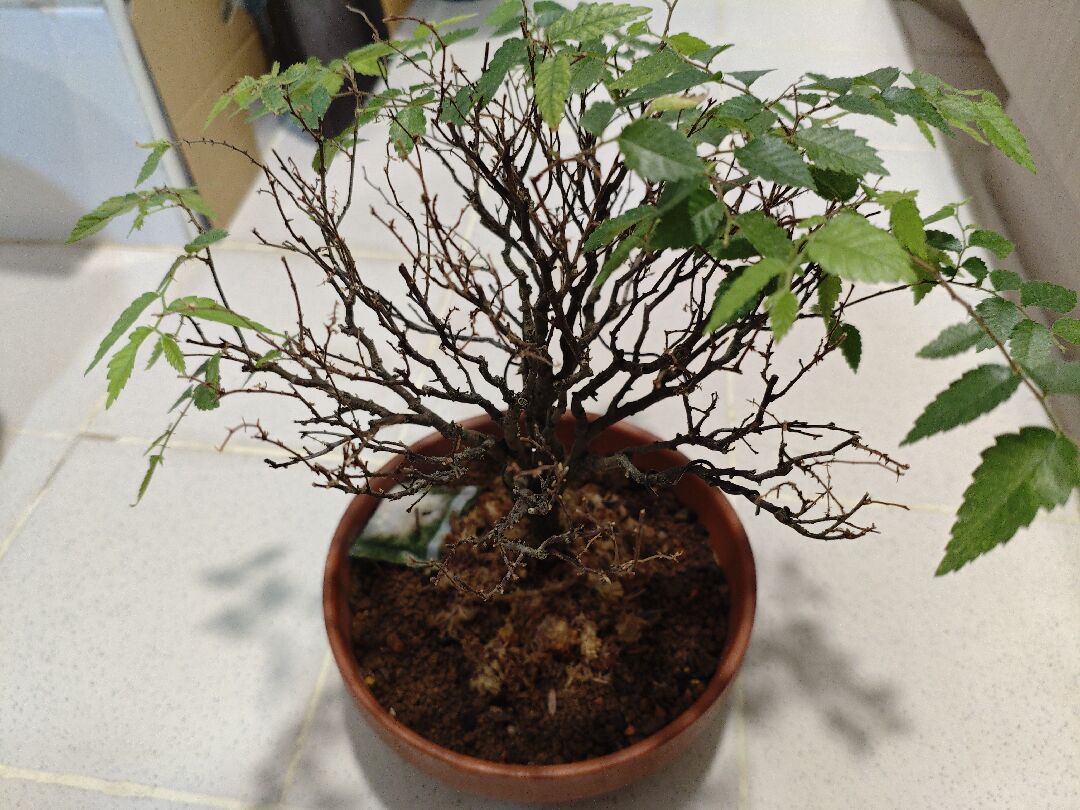 櫸木 不生長及葉枯落葉