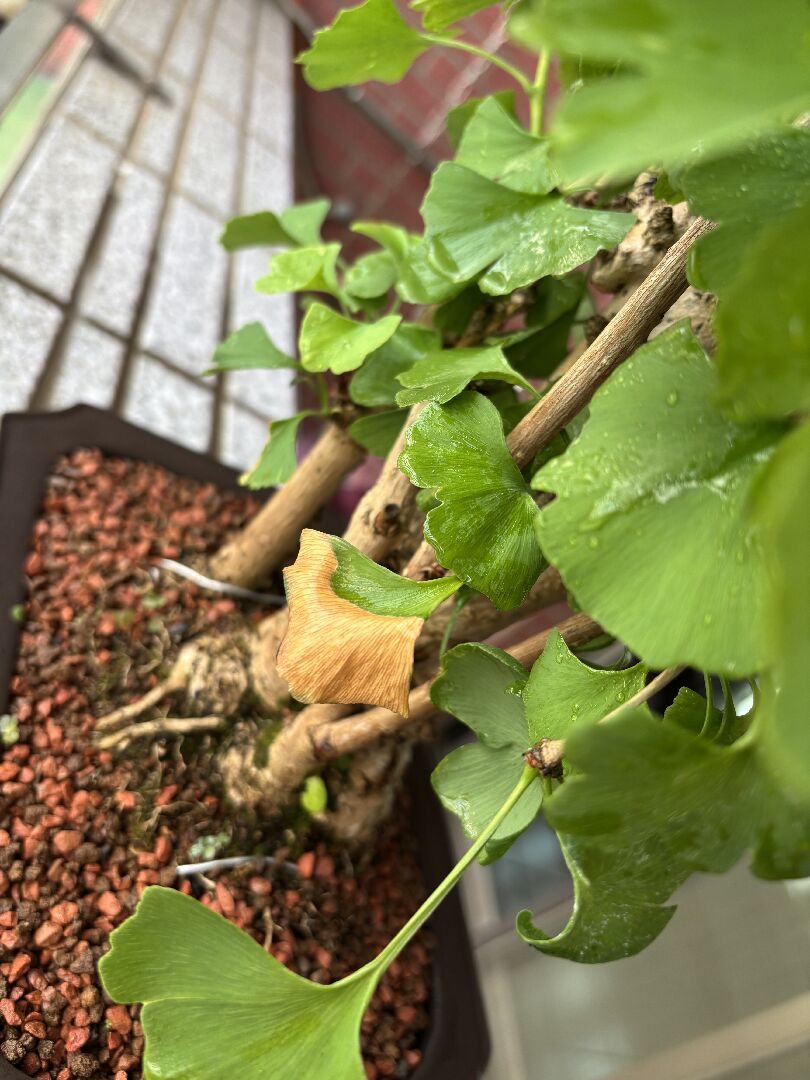 銀杏盆栽 不明枯葉有大約7片