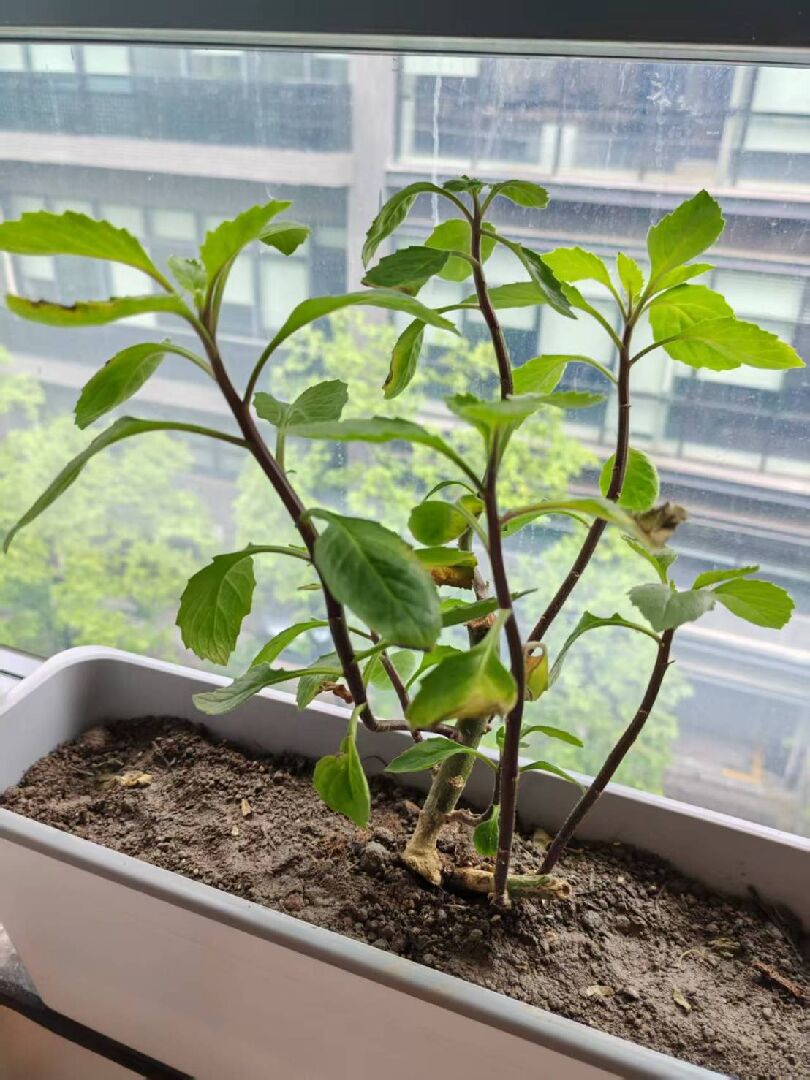 請益這株植物的病/蟲害類型與治療方法