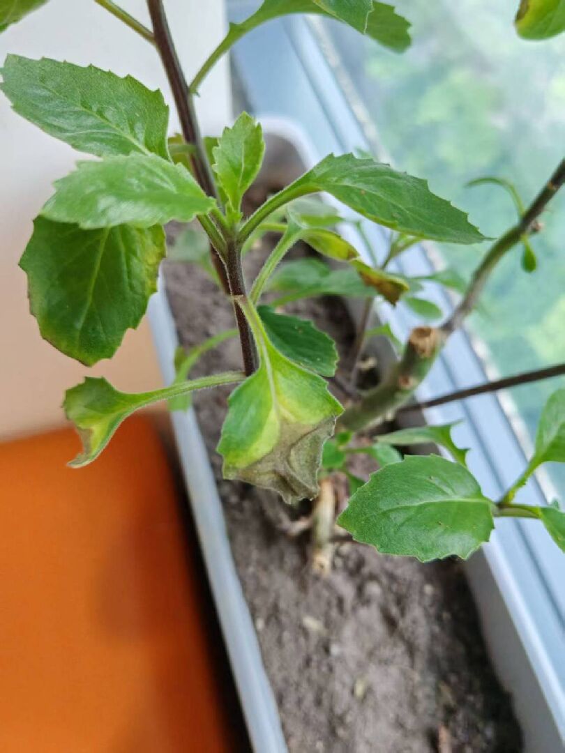 請益這株植物的病/蟲害類型與治療方法