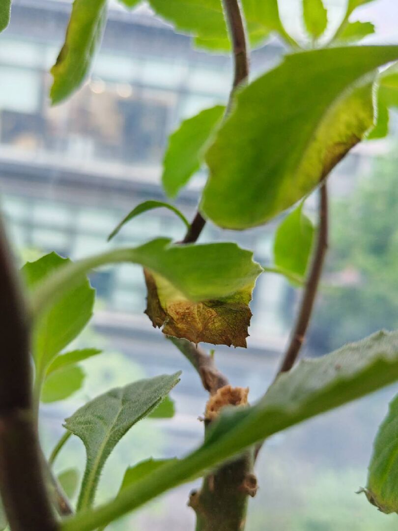 請益這株植物的病/蟲害類型與治療方法