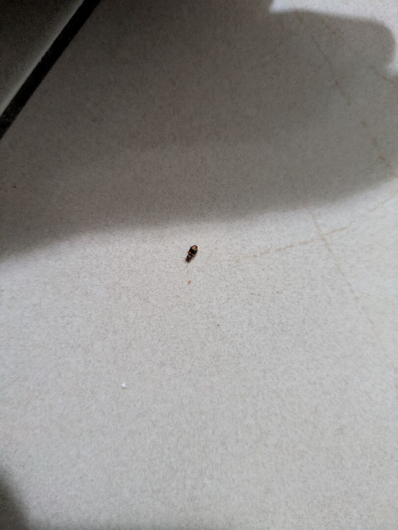 請問這是甚麼蟲