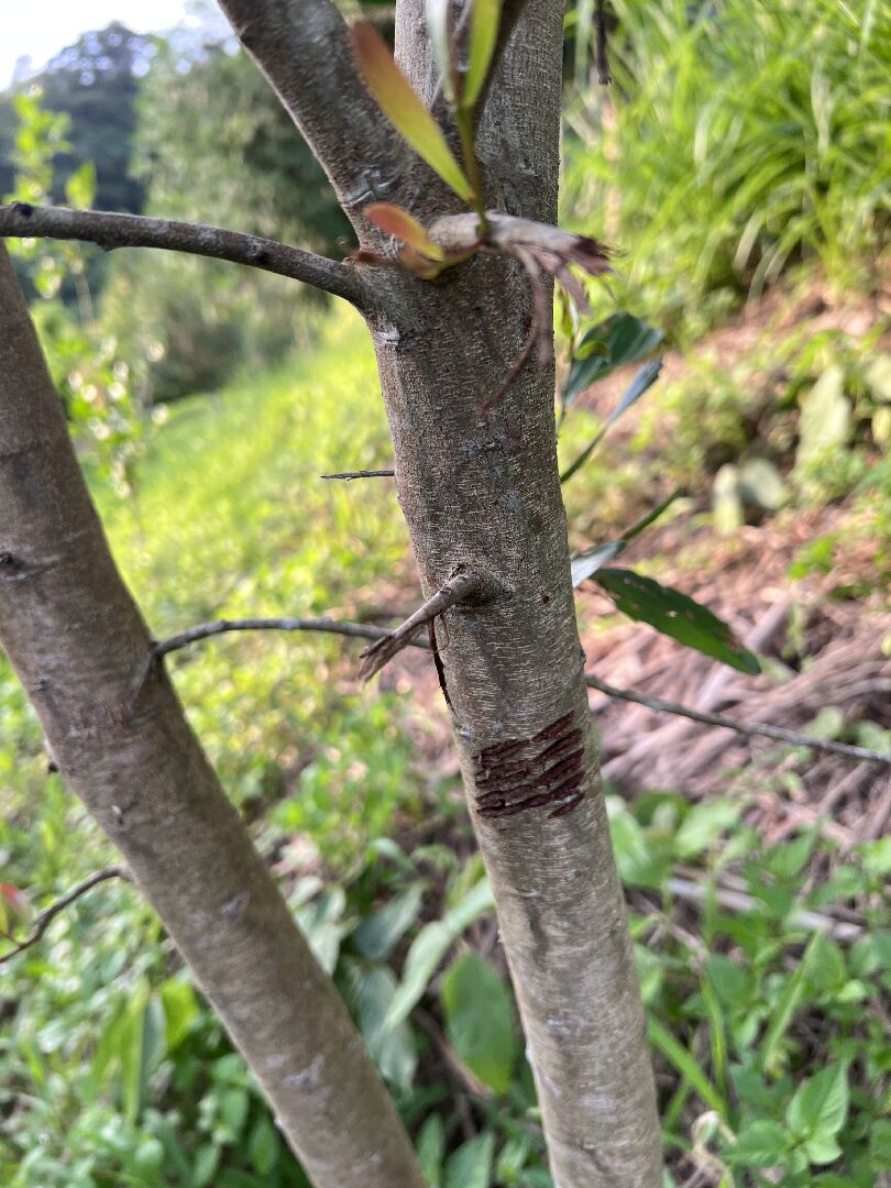 想請問這是什麼動物的抓痕？