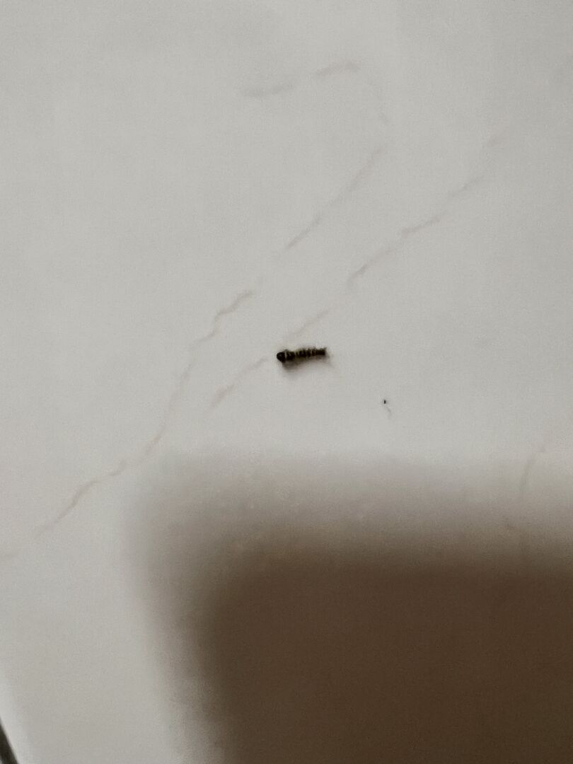 想知道出現在家裡的昆蟲