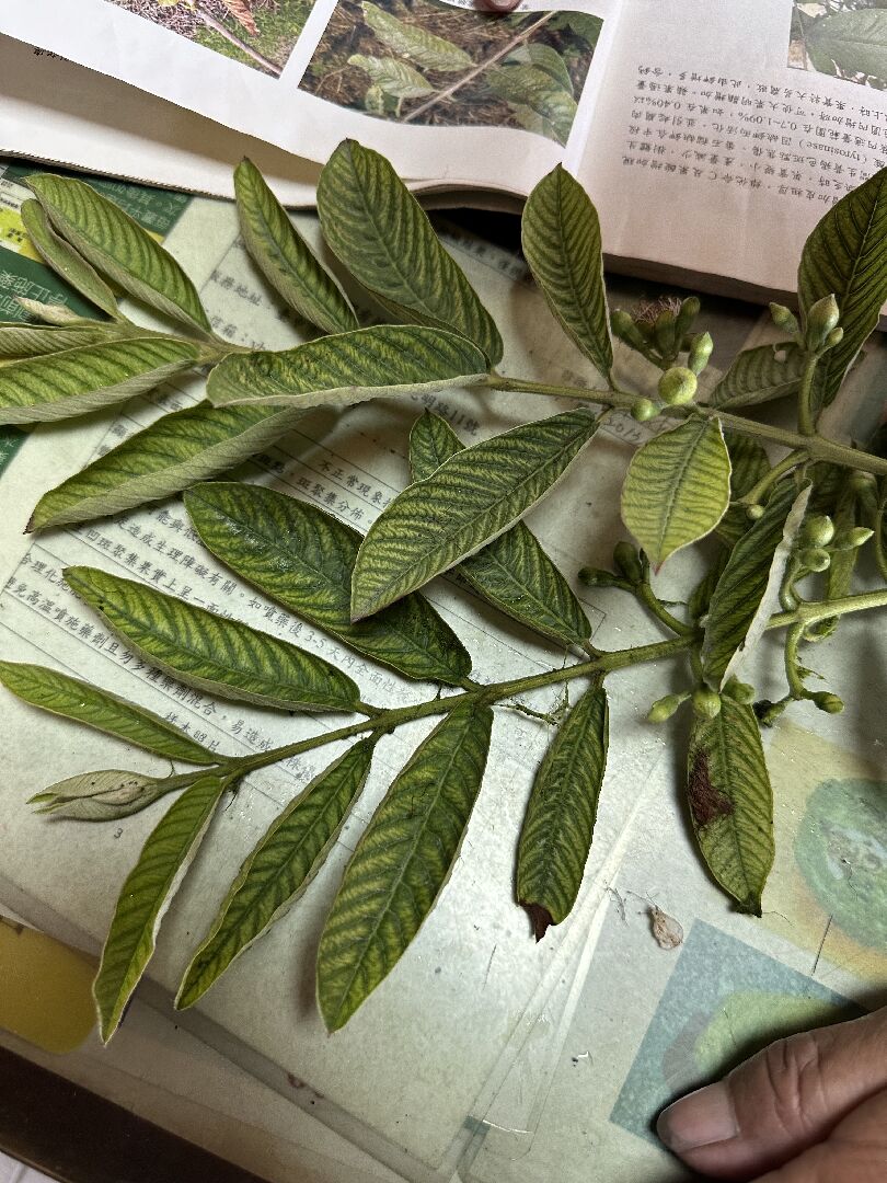 芭樂，番石榴，果農，水果，珍珠芭樂