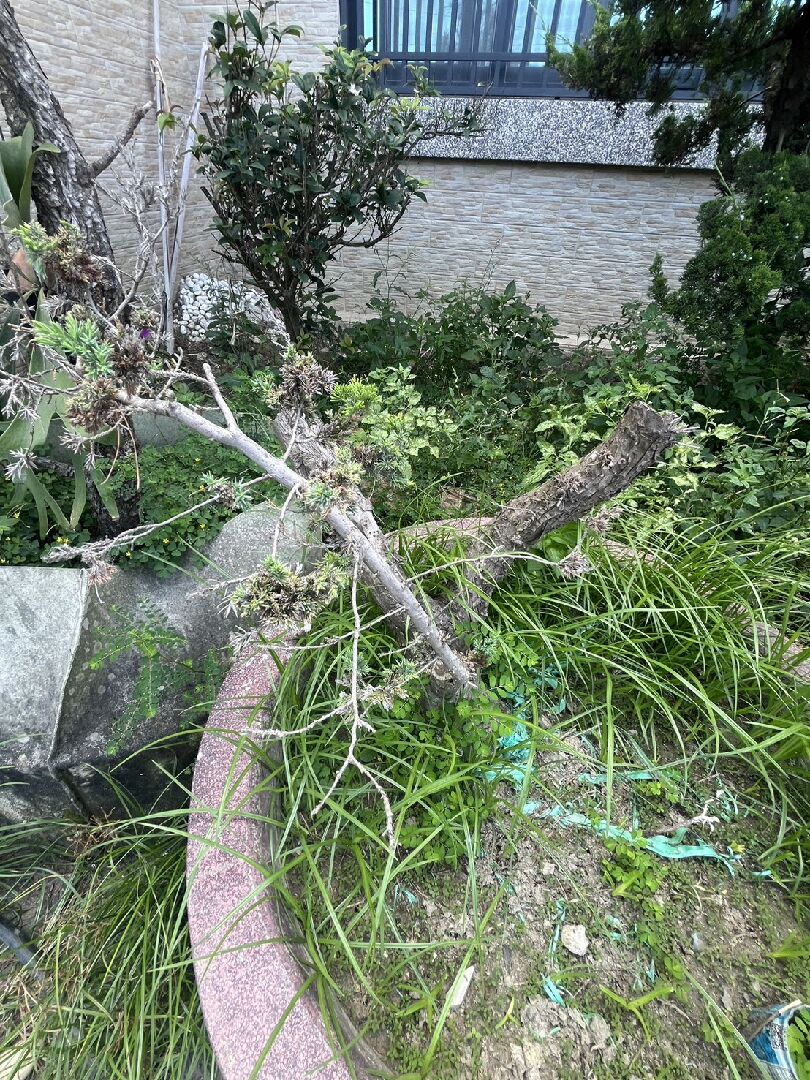 松柏葉片乾枯 如何挽救?