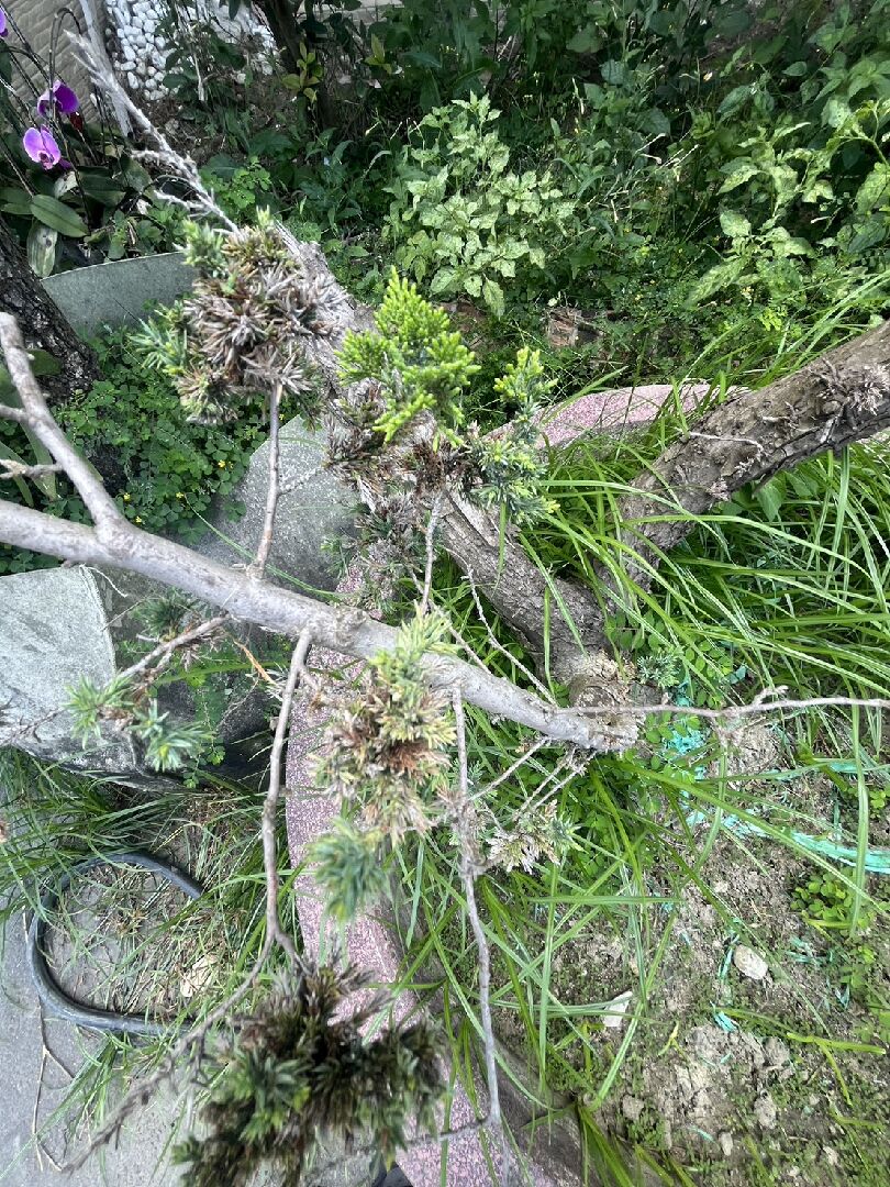 松柏葉片乾枯 如何挽救?