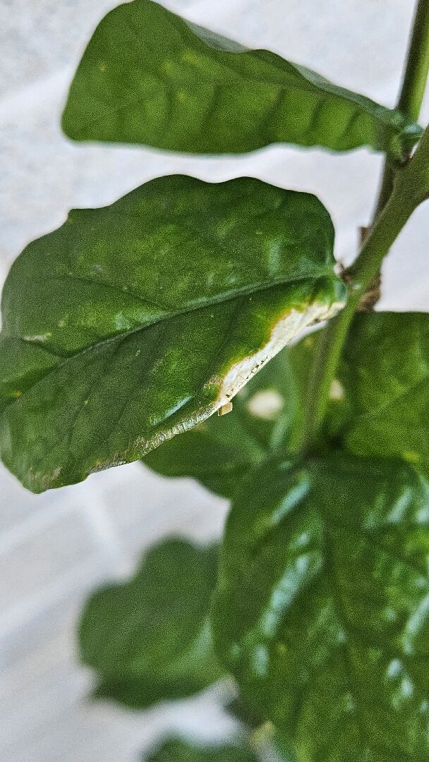 虎頭茉莉葉片不明原因白斑