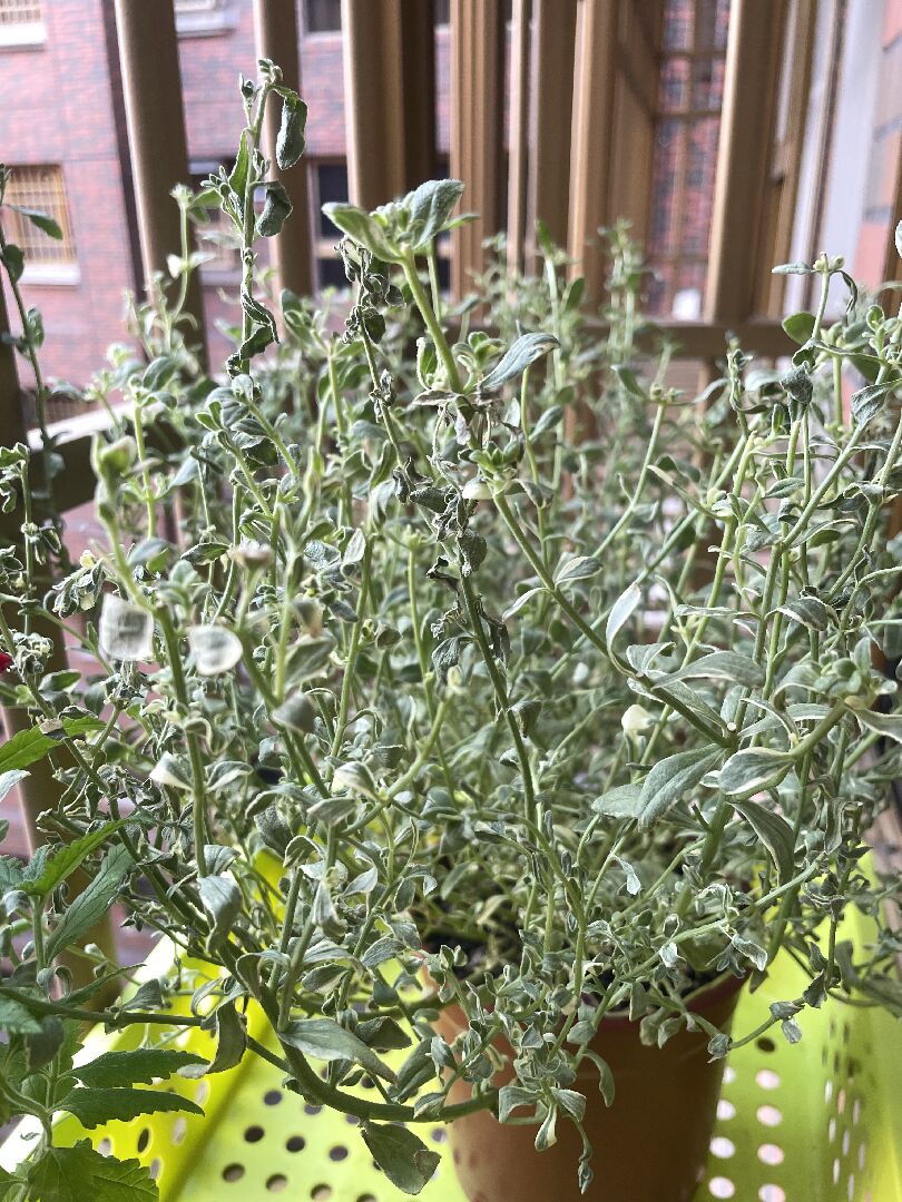 斑葉瑪格麗特 費莉菊葉子開始枯萎