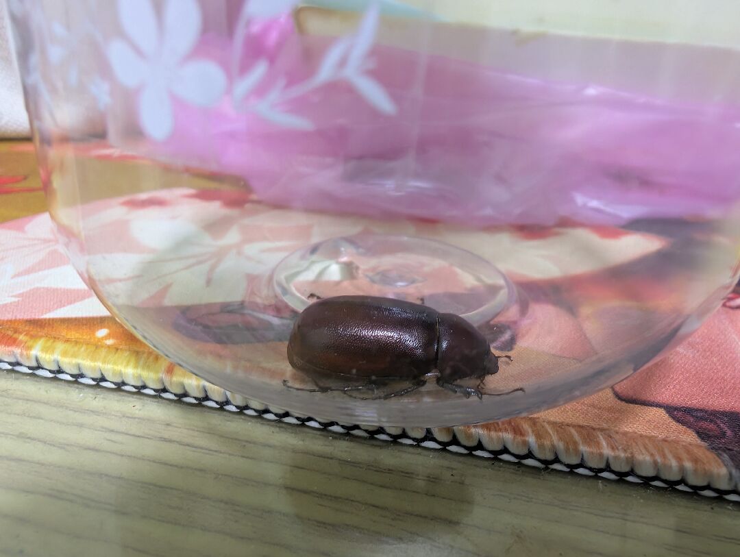 我想要問這隻蟲子是什麼？要處決它嗎？還是放生？