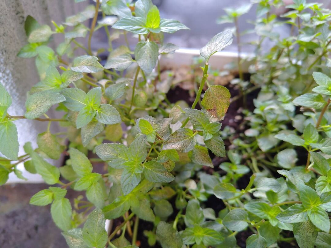 薄荷葉出現黑點白點
