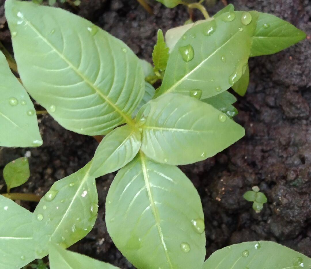 不知名的綠色橢圓形葉的植物