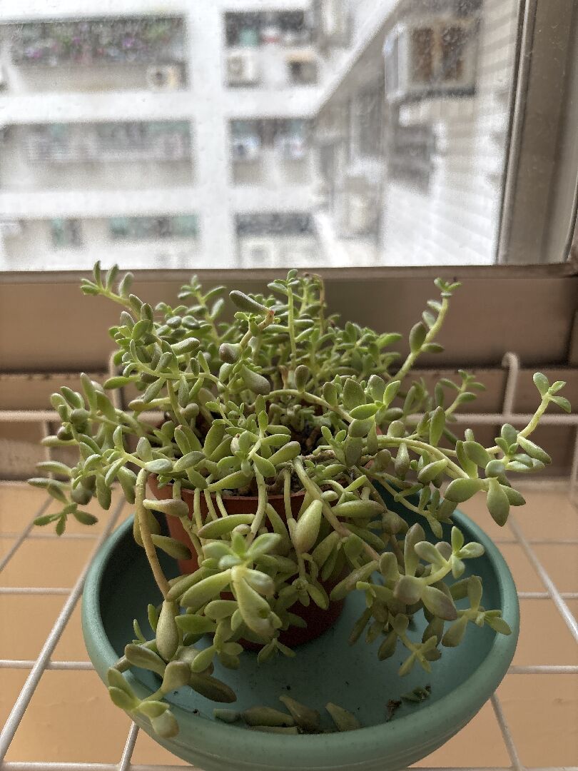 多肉 一直掉葉子