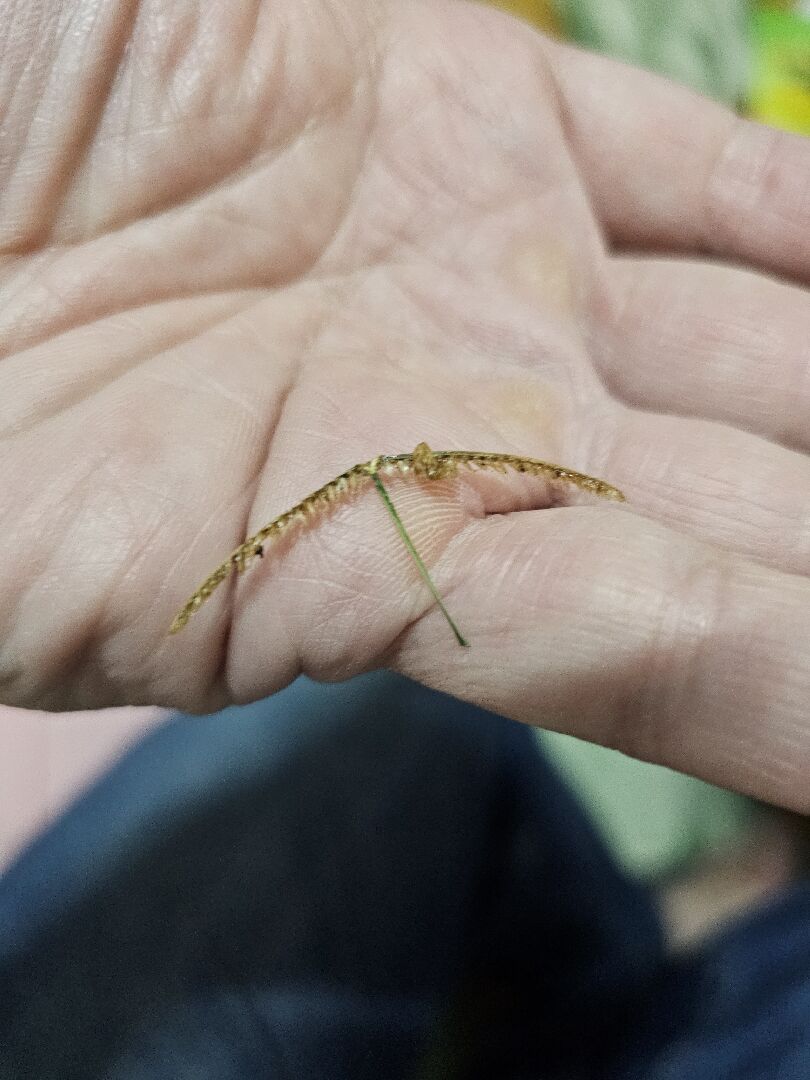 請問這是植物嗎？