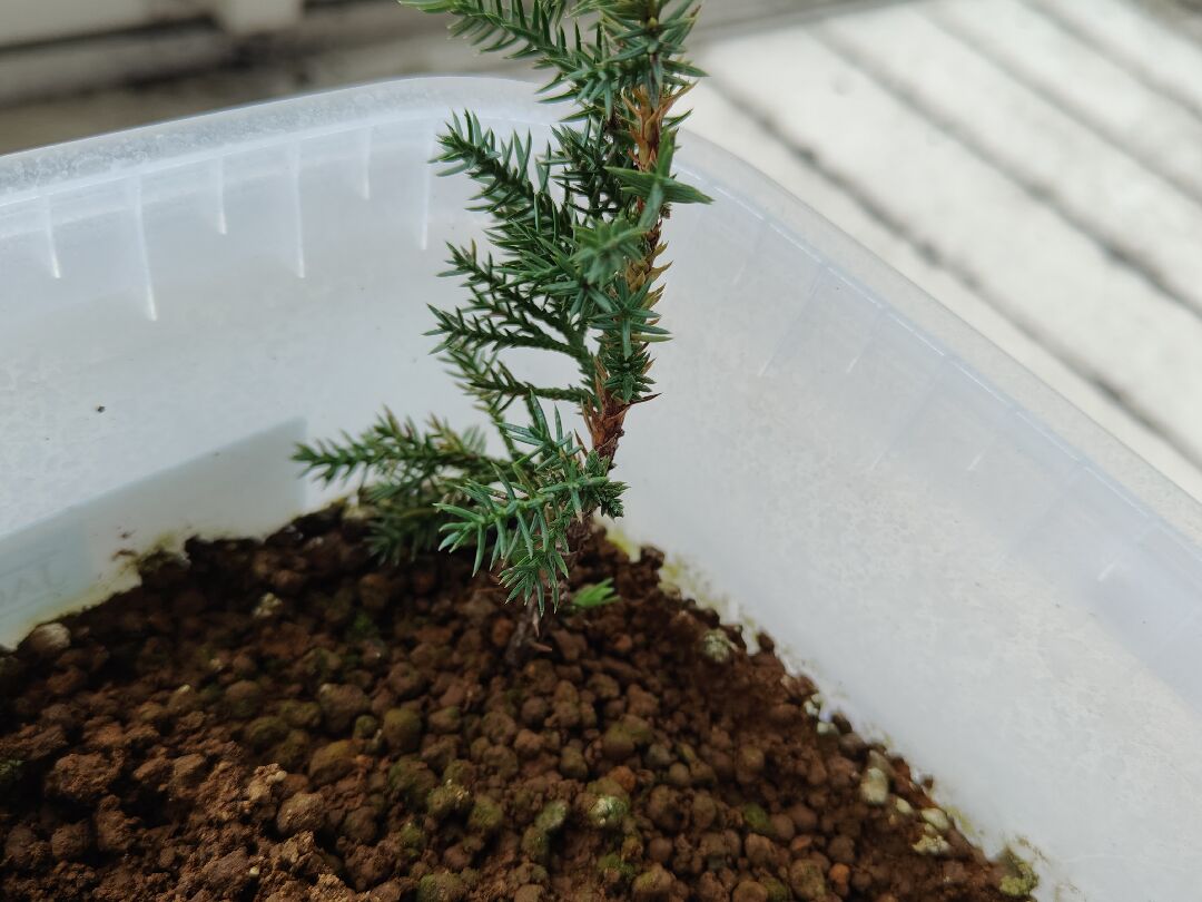 真柏針葉上的褐色物