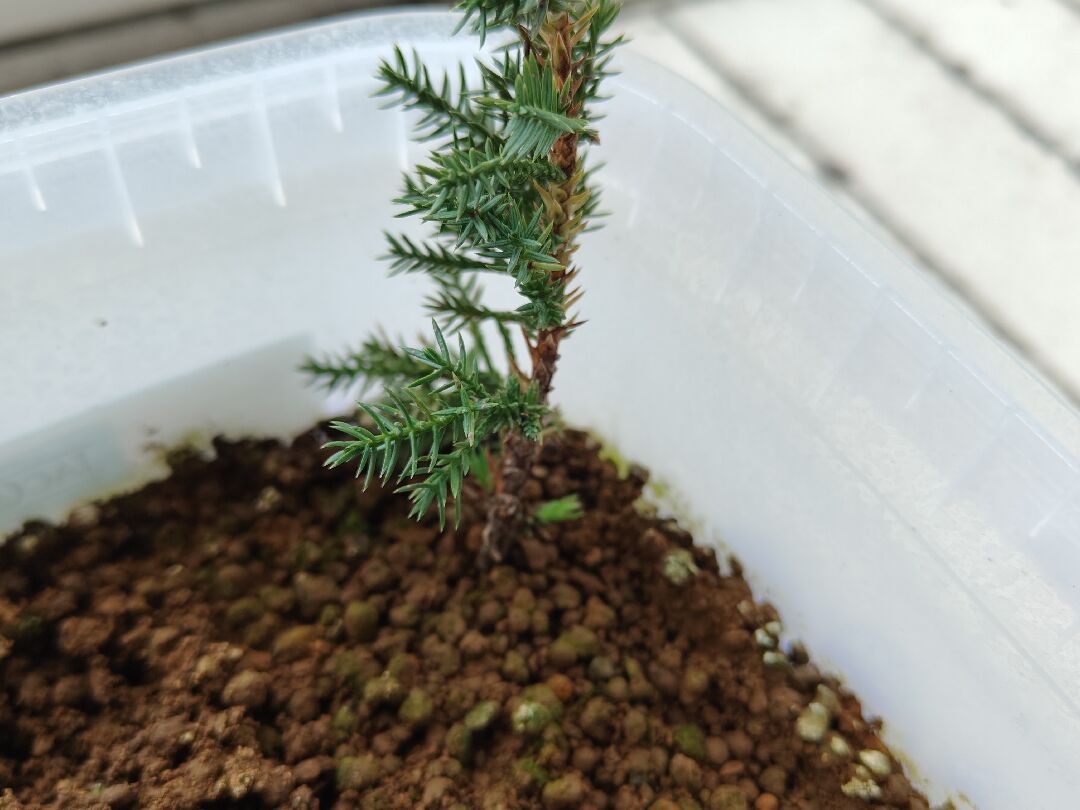 真柏針葉上的褐色物