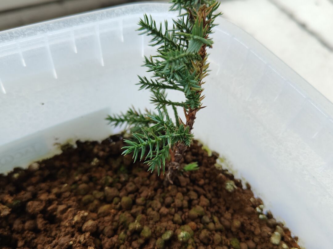 真柏針葉上的褐色物