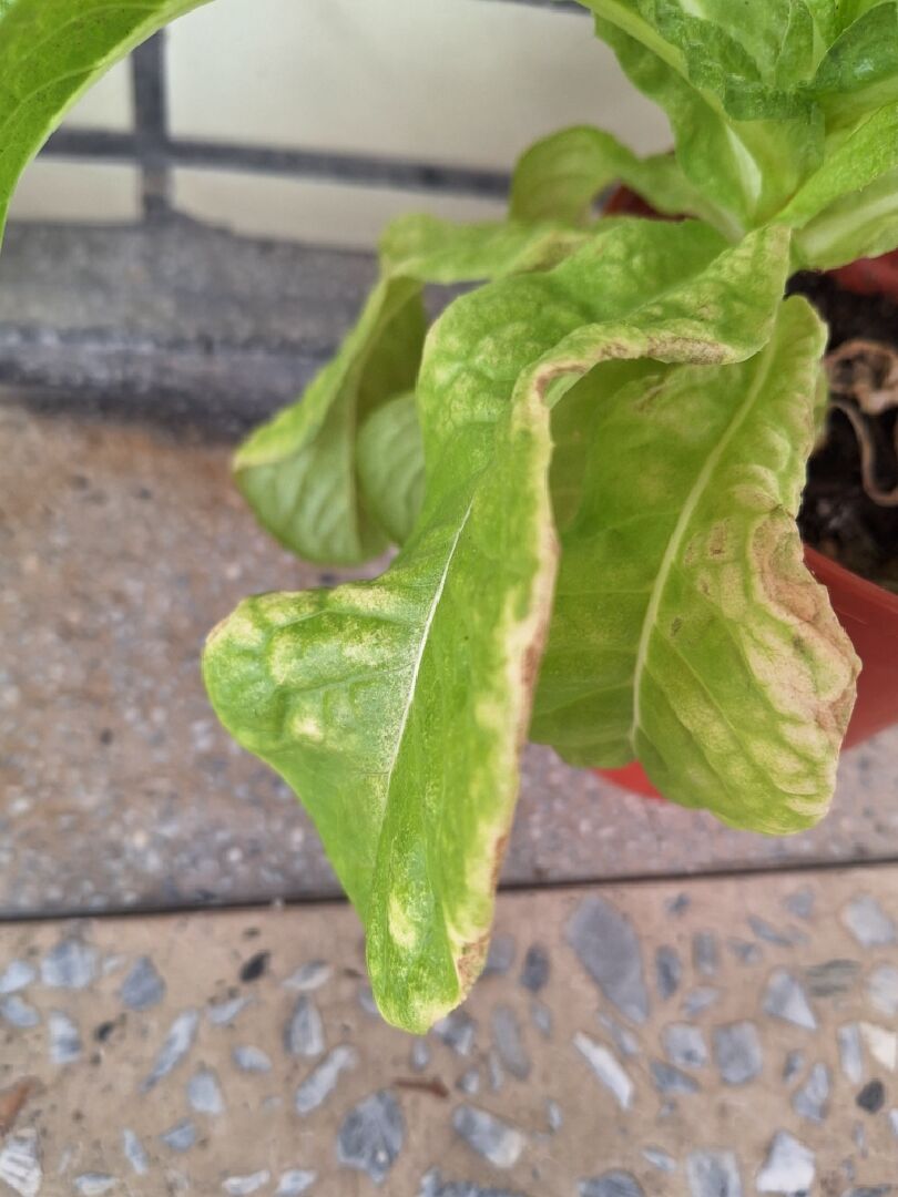 養分缺乏症狀