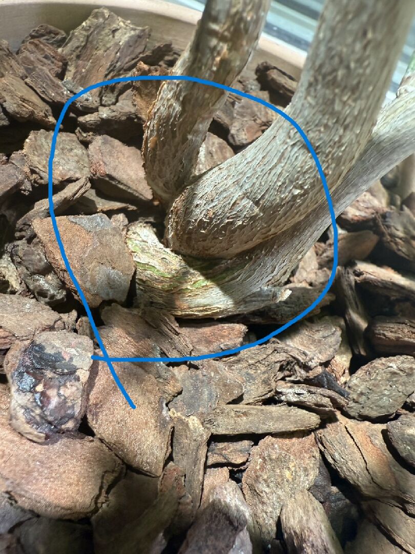 我的馬拉巴栗接近土壤的位置有點脫皮然後露出綠綠的部分