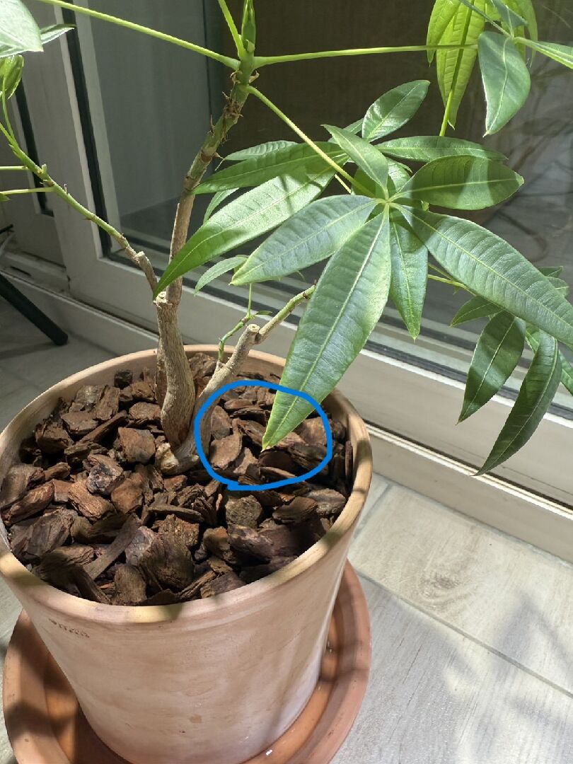 我的馬拉巴栗接近土壤的位置有點脫皮然後露出綠綠的部分