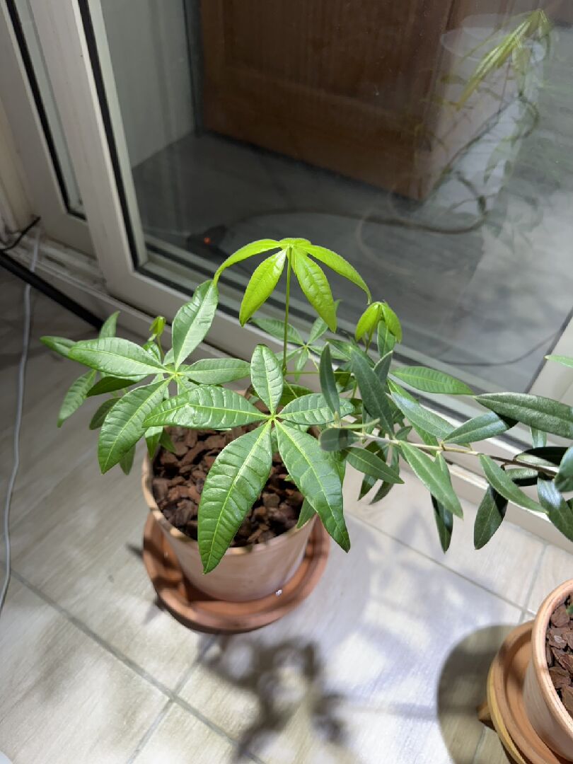 我的馬拉巴栗接近土壤的位置有點脫皮然後露出綠綠的部分