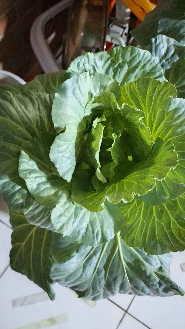 高麗菜如何會包？