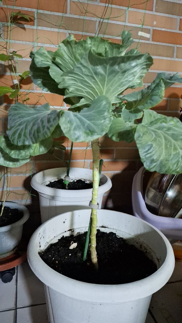 高麗菜如何會包？