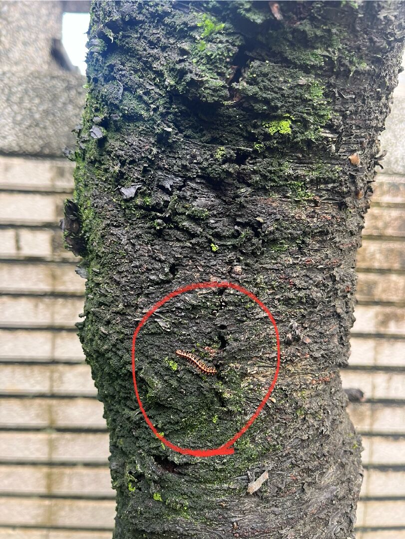 櫻花樹有白斑和蟲蟲，該怎麼救？