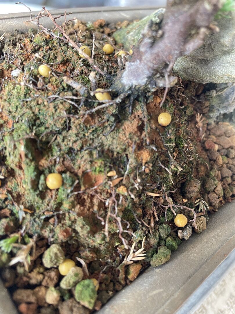珍珠柏樹幹有點白白的 是蟲害還是太濕