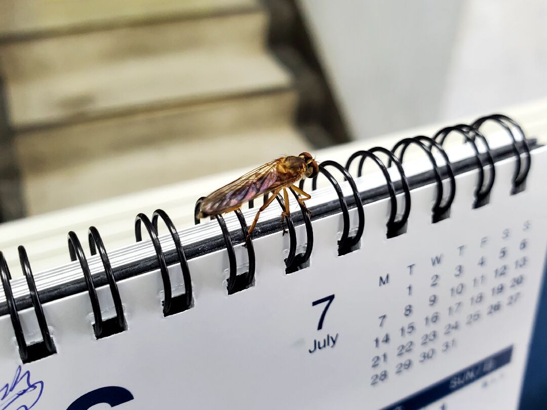 這是什麼蟲