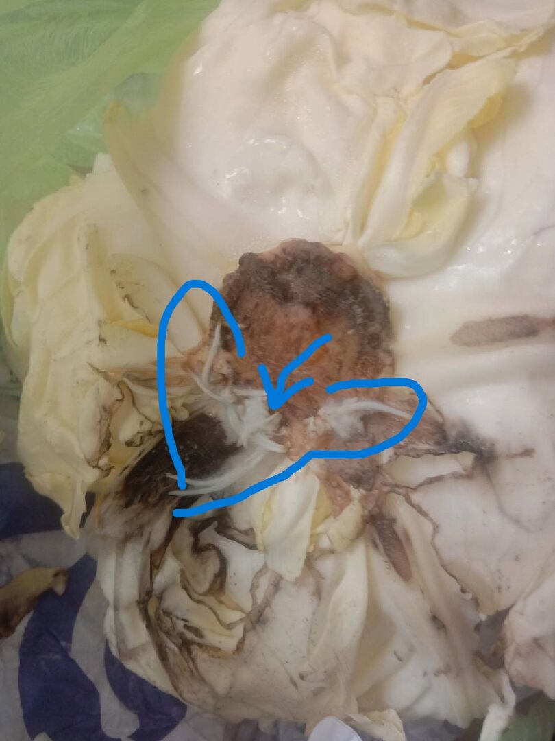 高麗菜 發霉? 長根?