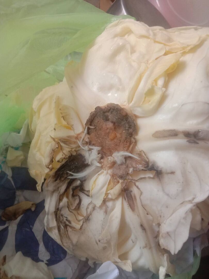 高麗菜 發霉? 長根?