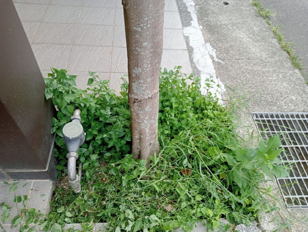 如何快速除雜草