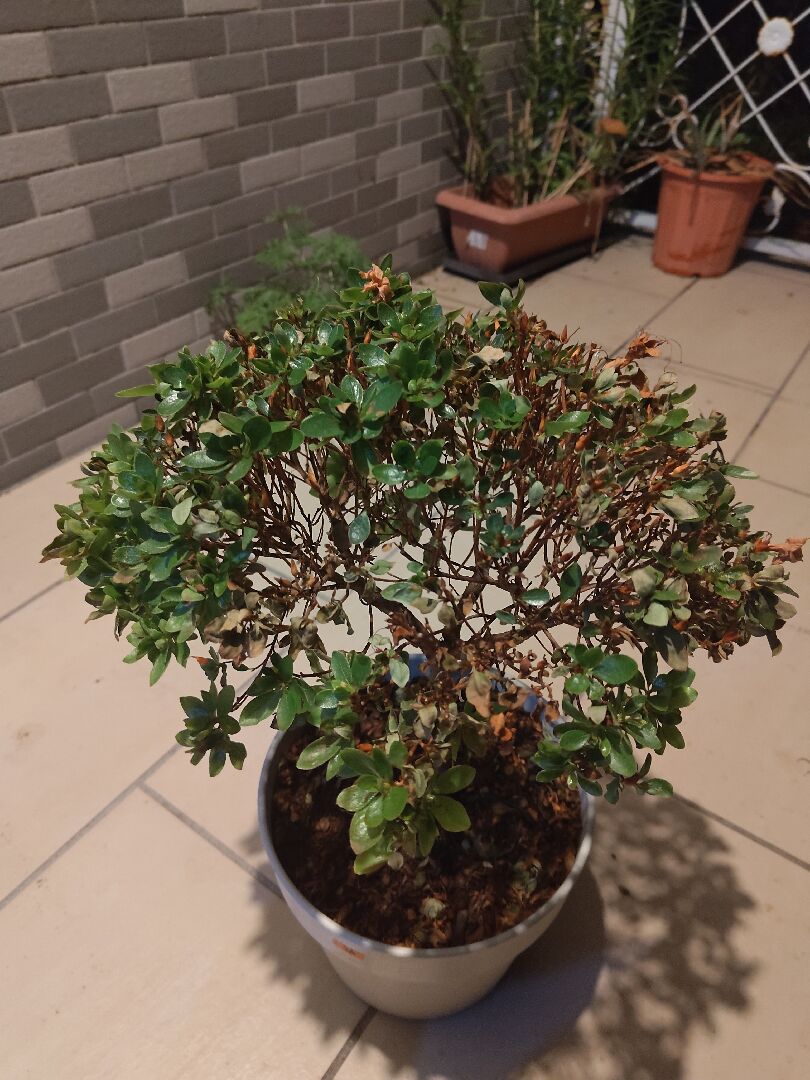 日本杜鵑突然葉子變黃