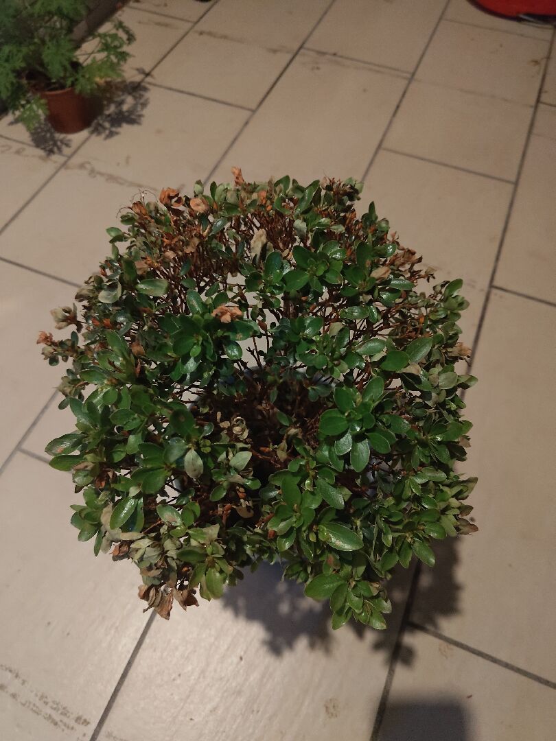 日本杜鵑突然葉子變黃