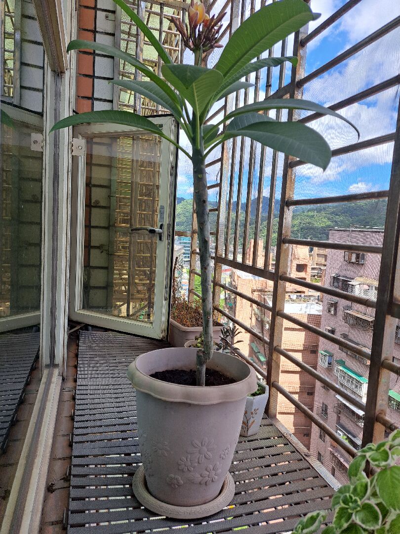 雞蛋花頭重腳輕如何處理？