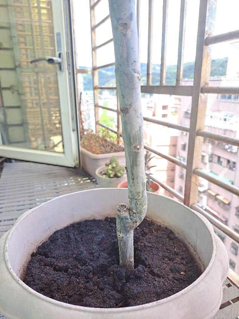 雞蛋花頭重腳輕如何處理？