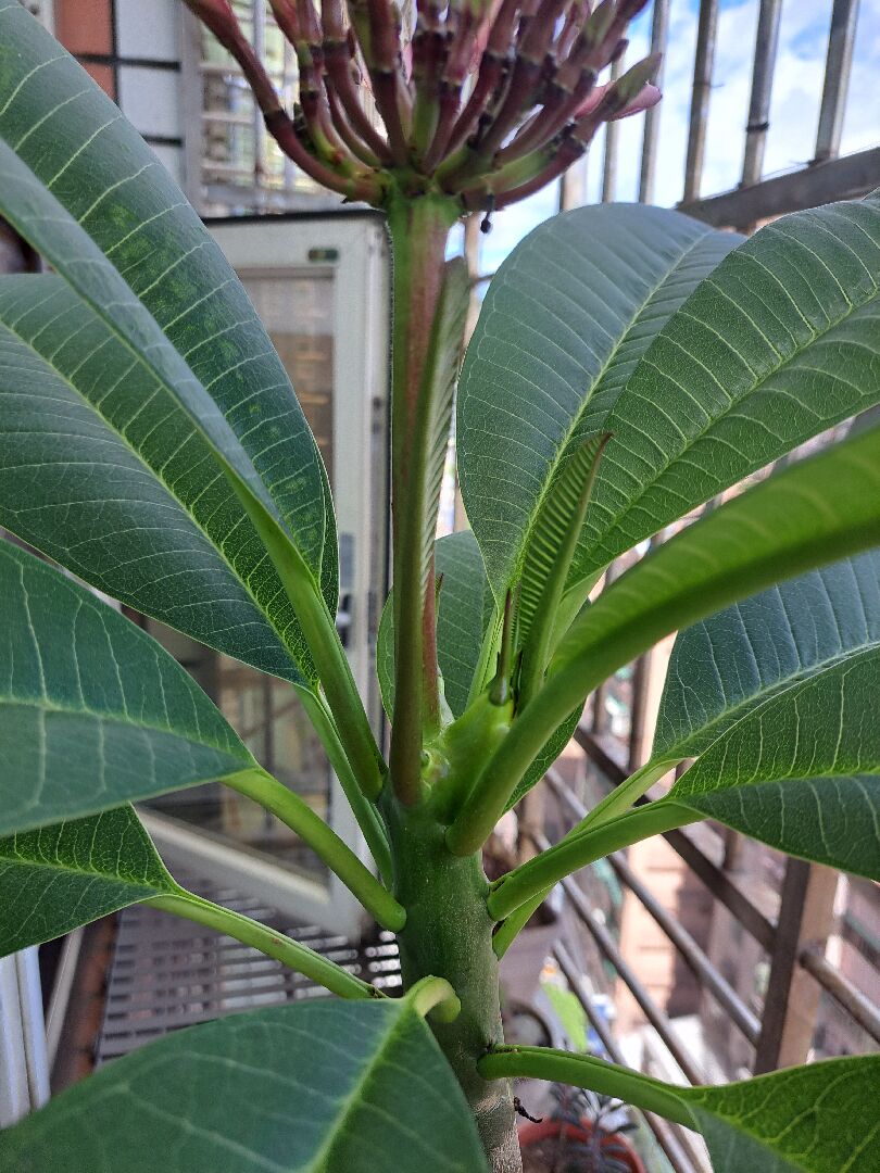 雞蛋花頭重腳輕如何處理？