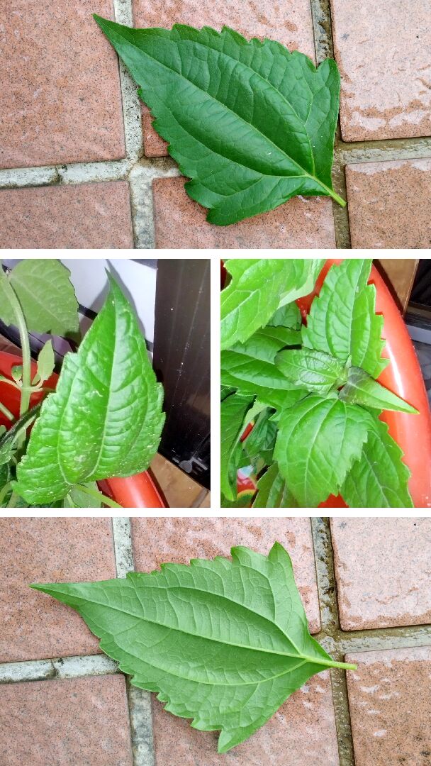 這是什麼植物？