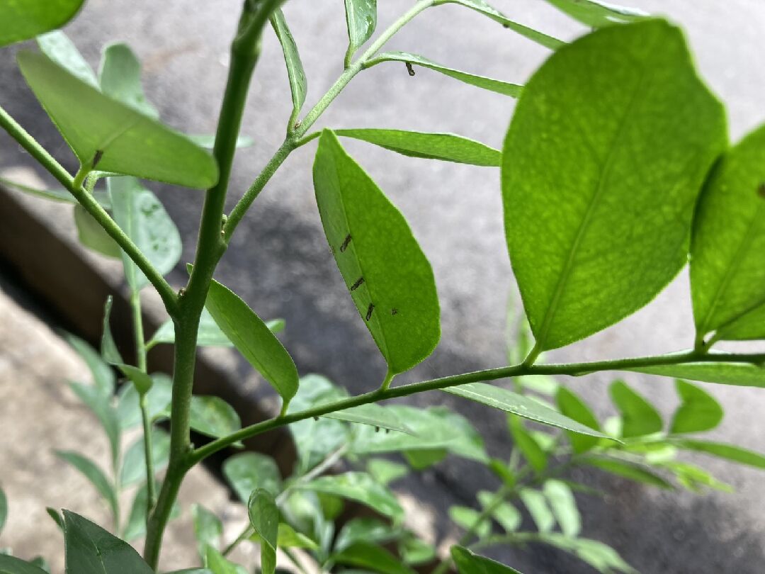 七里香葉背上的蟲