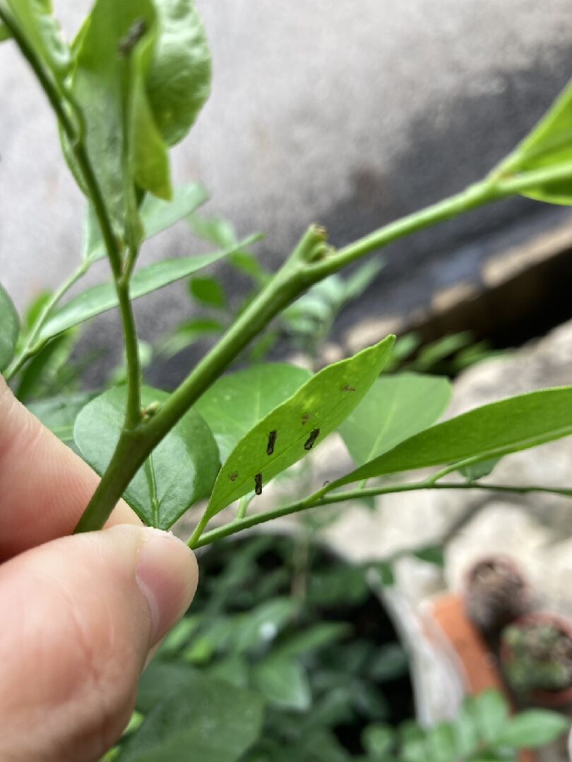七里香葉背上的蟲