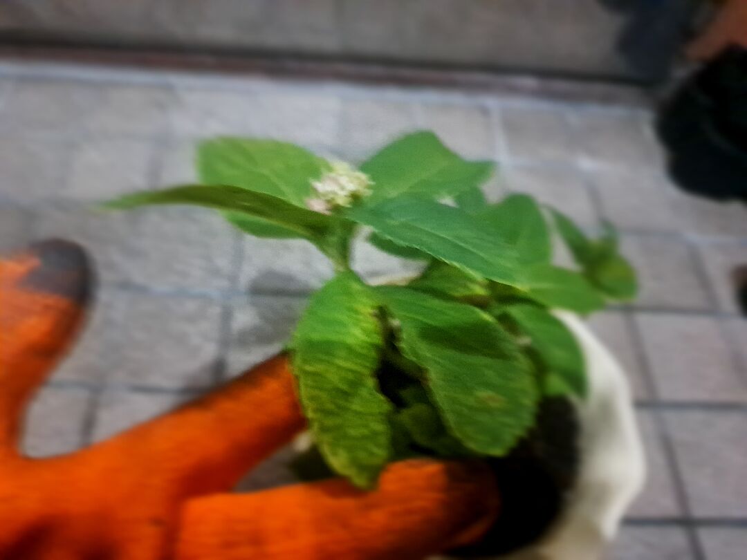 繡球花的葉子看起來不健康