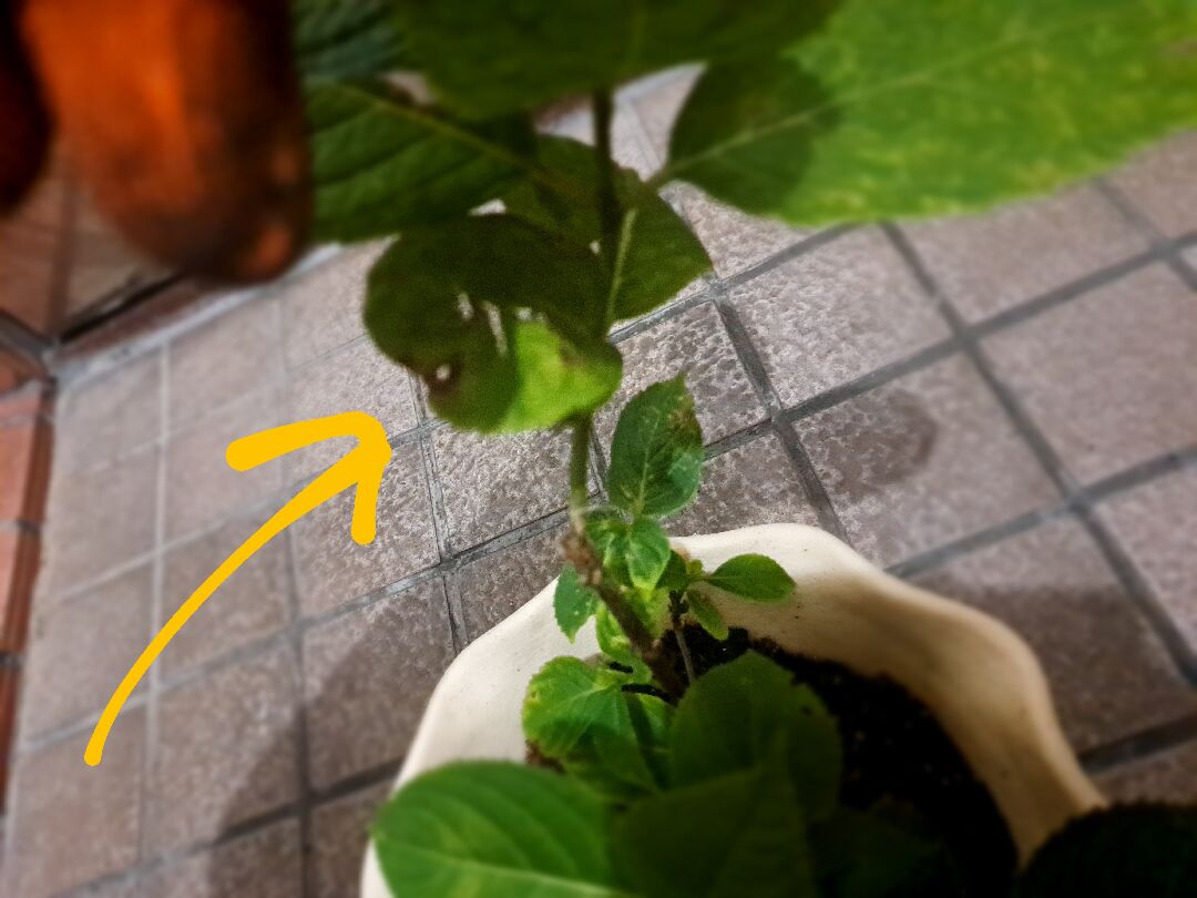 繡球花的葉子看起來不健康