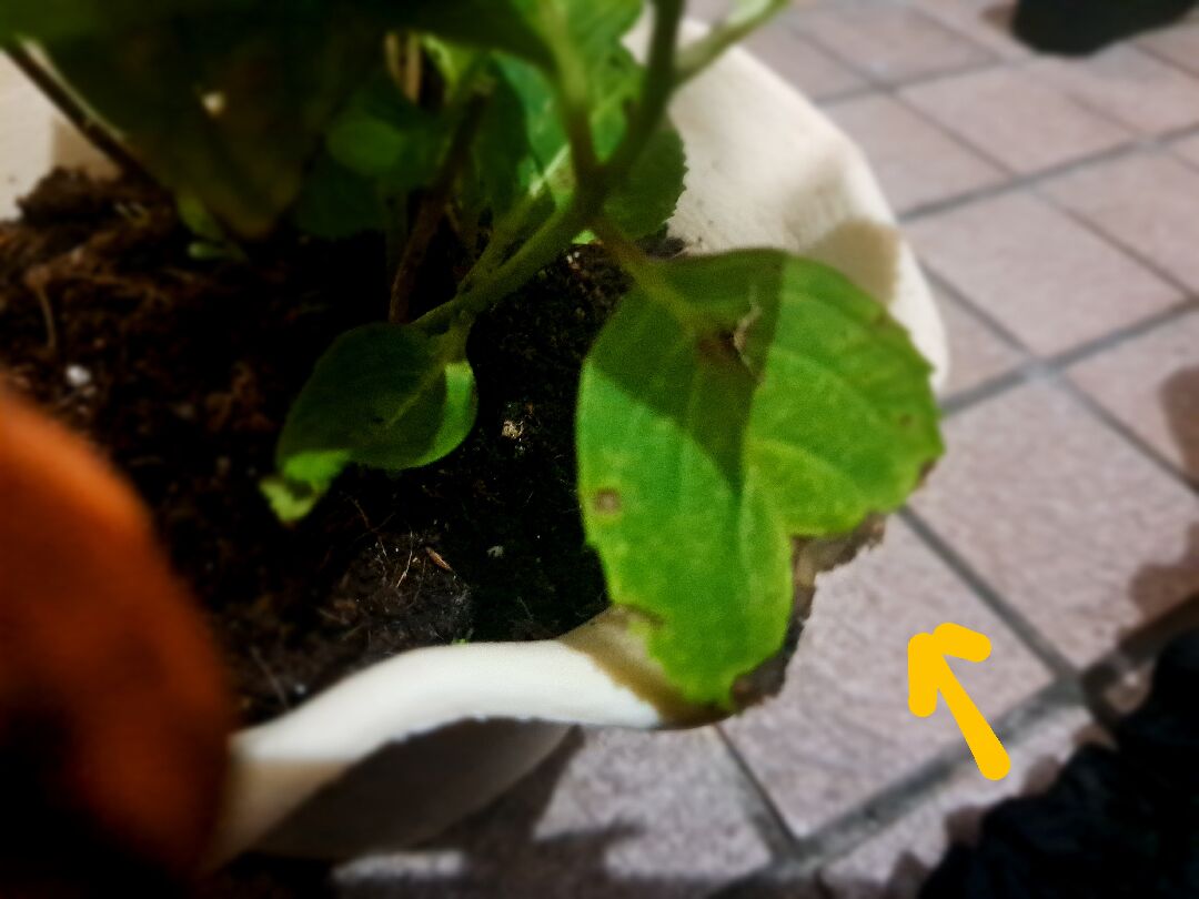 繡球花的葉子看起來不健康
