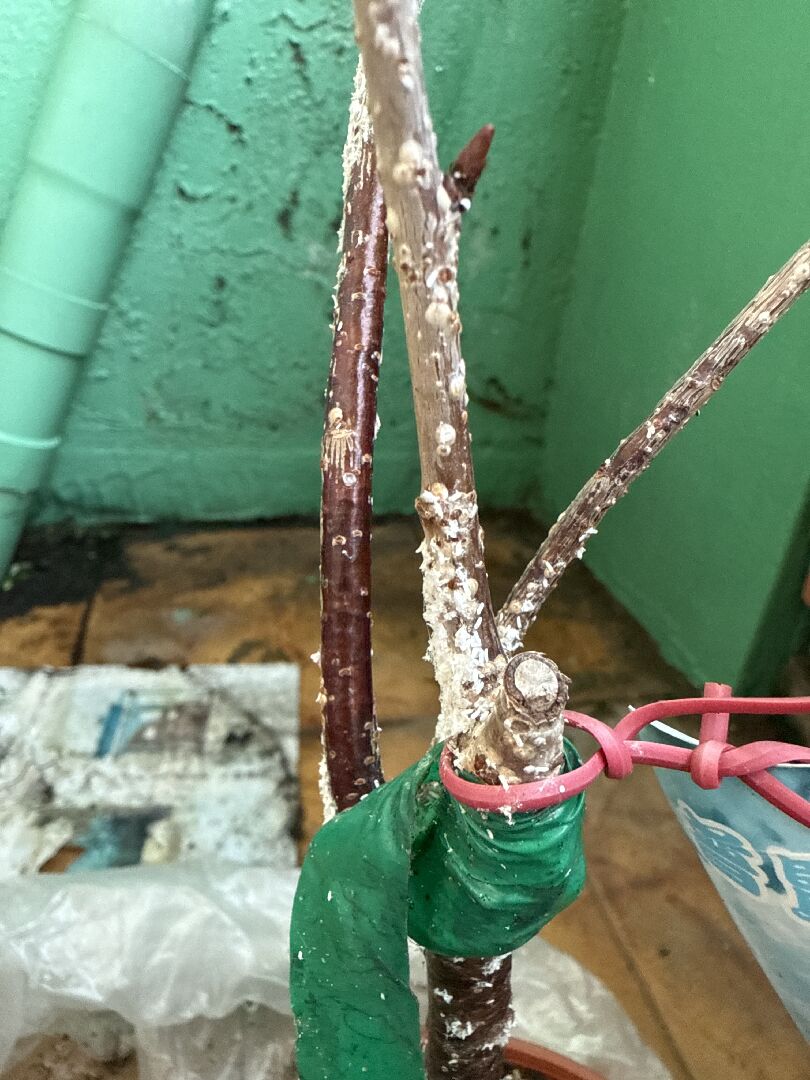 請問樹皮上白白的這個是蟲嗎？