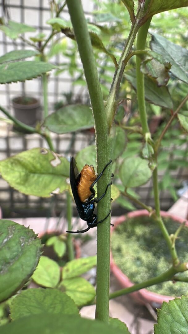 在玫瑰上發現這隻蟲，想請問這是莖蜂嗎？該如何處置
