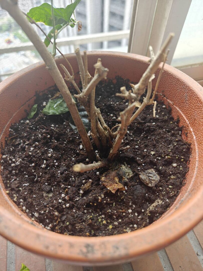 茉莉花葉子枯黃、開的花苞無法順利開花反而乾枯萎縮