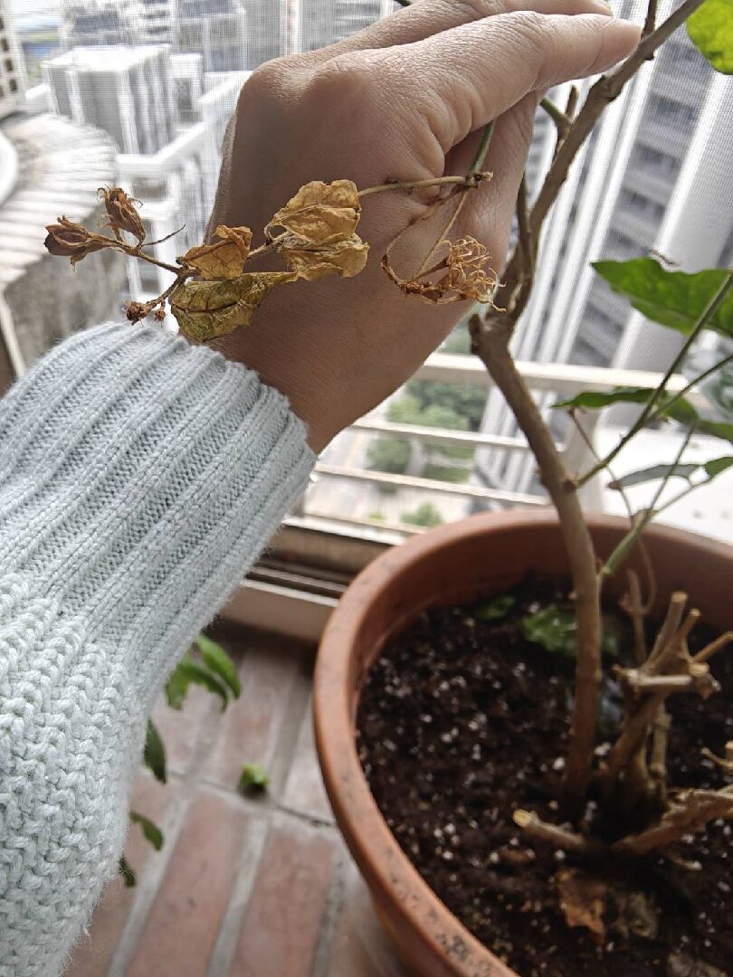 茉莉花葉子枯黃、開的花苞無法順利開花反而乾枯萎縮