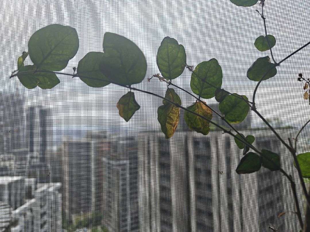 茉莉花葉子枯黃、開的花苞無法順利開花反而乾枯萎縮